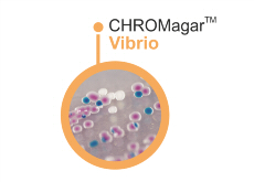 CHROMagar Vibrio